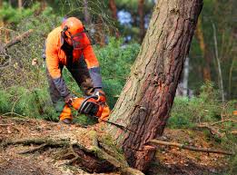 Best Tree Health Inspection  in USA